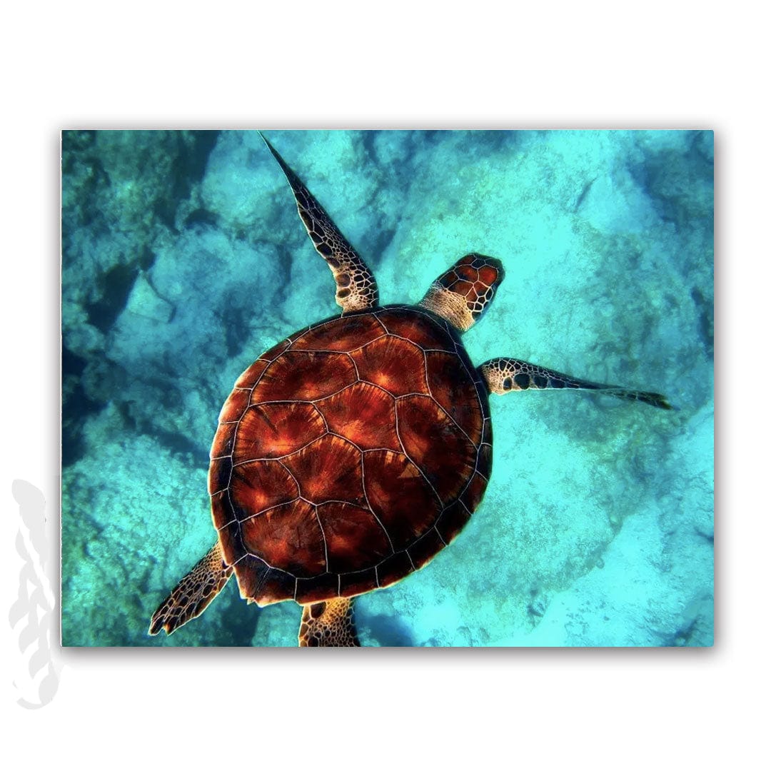 paintingnumberart Paint By Numbers Kit – Sea Turtle