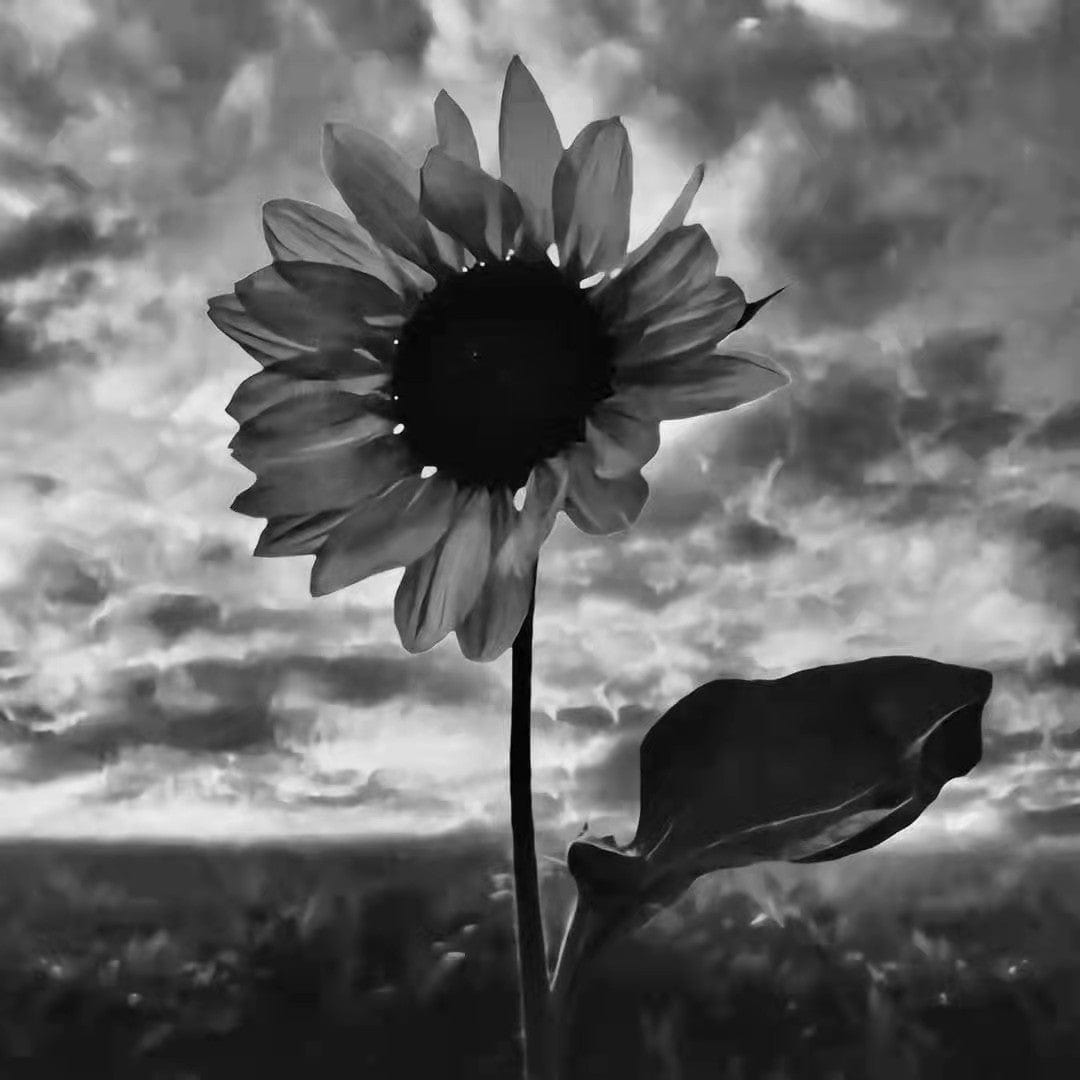 paintingnumberart Paint by Numbers Kit- sun flower in the dark