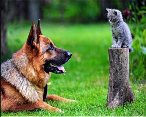 paintingnumberart Pet Dog and Cat – Animals Paint By Number