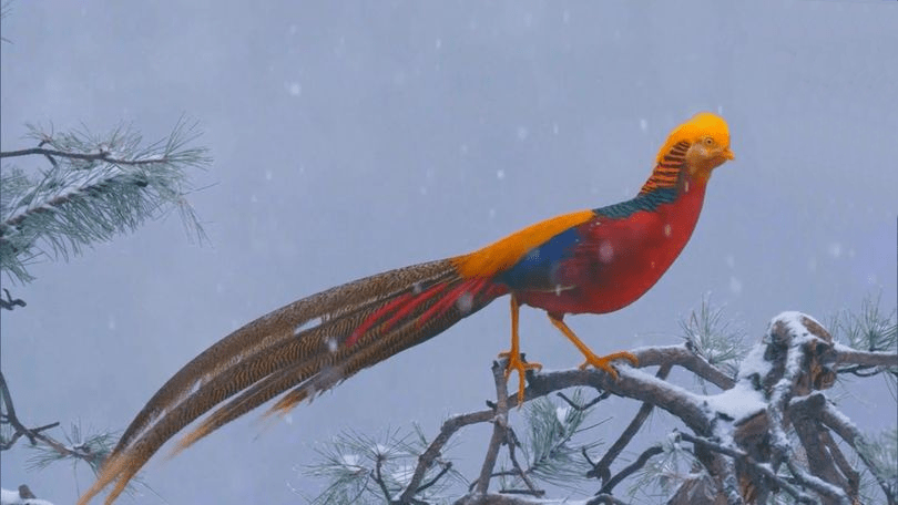 paintingnumberart Pheasant bird – Animals Paint By Number