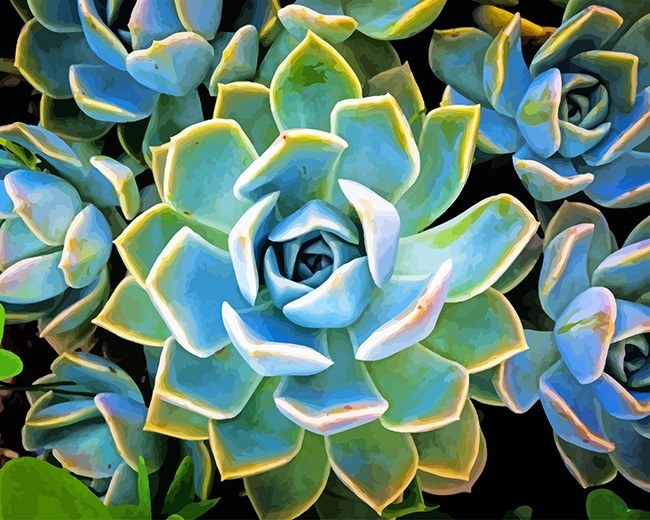 paintingnumberart Plante Succulente – NEW Paint By Numbers