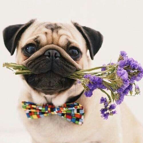 paintingnumberart Pug Dog and Flowers – Animals Paint By Number