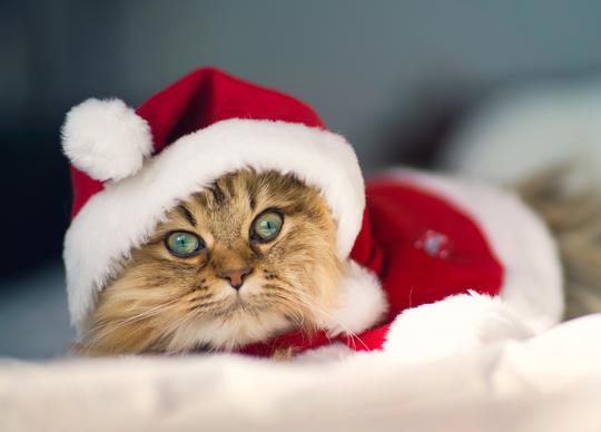 paintingnumberart QUICK VIEW Paint By Numbers Kit – Christmas Cat