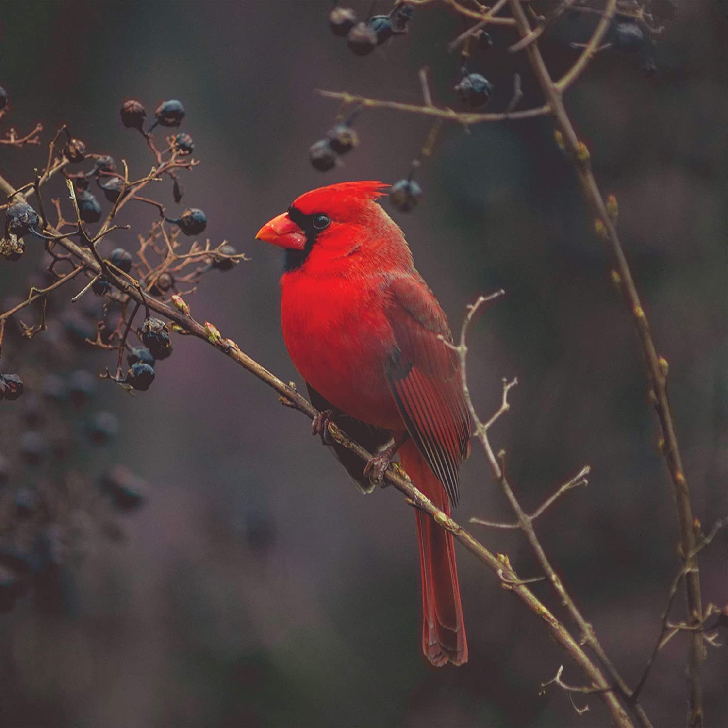paintingnumberart Red Cardina Bird – NEW Paint By Numbers