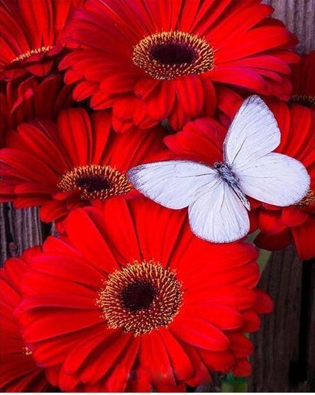 paintingnumberart Red Flowers with White Butterfly – Flowers Paint By Number