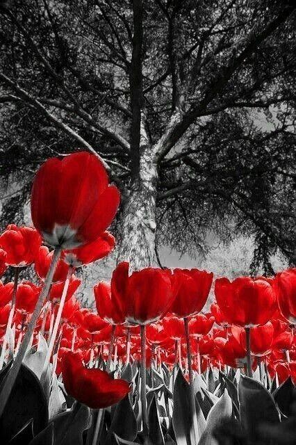 paintingnumberart Red Tulips in Black – Flowers Paint By Number