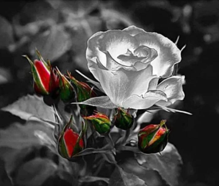 paintingnumberart See-through rose – DIY Paint By Numbers Kit