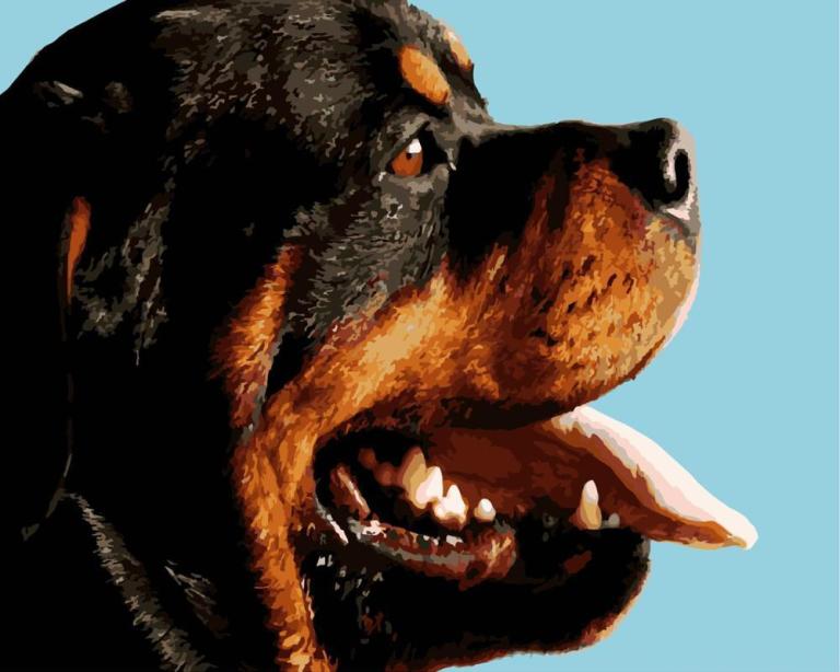 paintingnumberart Side Face of Dog – Animals Paint By Number