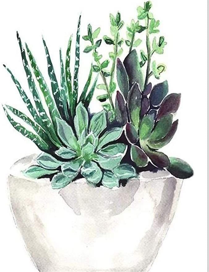 paintingnumberart Succulent Pot – Flowers Paint By Numbers