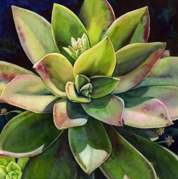 paintingnumberart Succulents Plants – Flowers Paint By Number