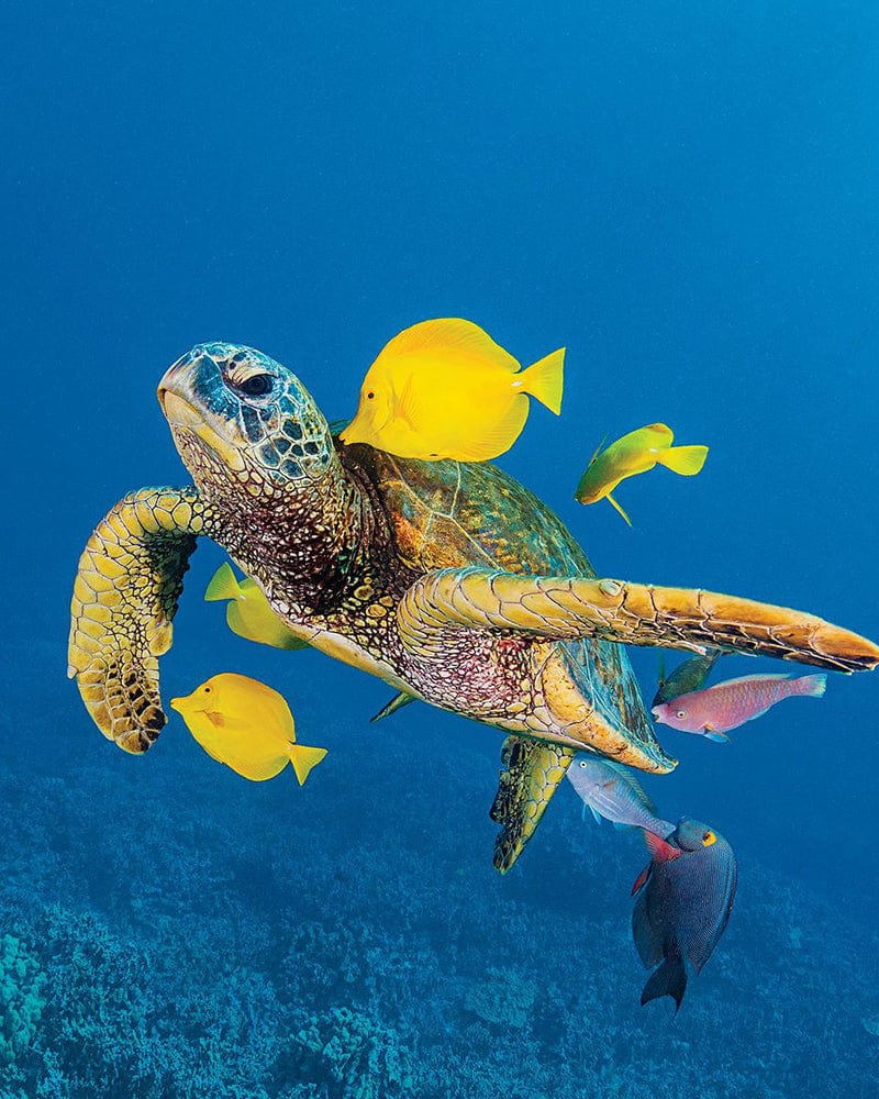 paintingnumberart Turtle and fish in the ocean-Paint by Numbers Kit