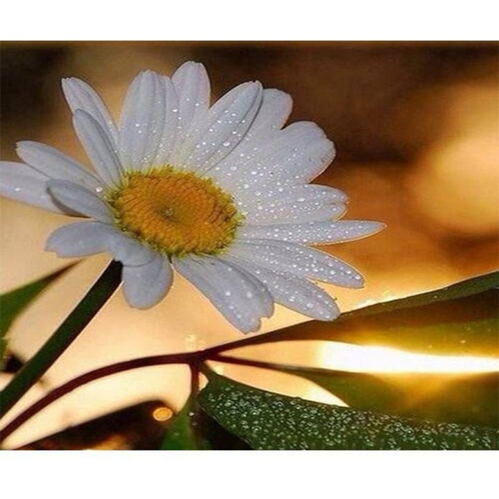 paintingnumberart WHITE DAHLIA– Flowers Paint By Numbers