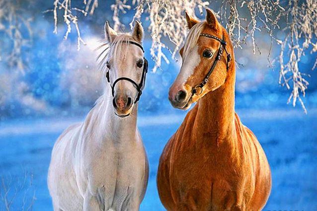 paintingnumberart White Yellow Horses – Animals Paint By Number