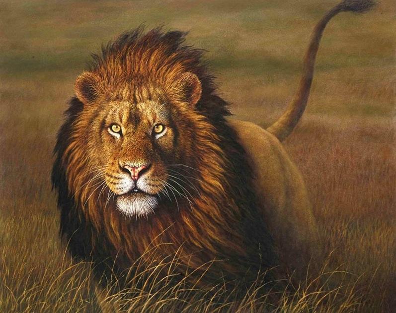 paintingnumberart Wild Lion – Animals Paint By Number